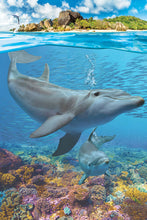 Cargar imagen en el visor de la galería, Puzzle Delfines (250 piezas) Marca Eurographics
